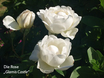 Die Rose 'Glamis Castle'
